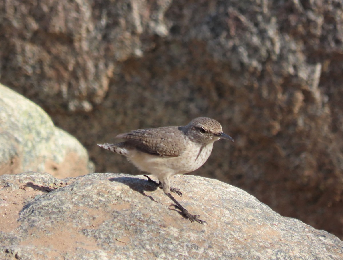 Rock Wren - ML614260746