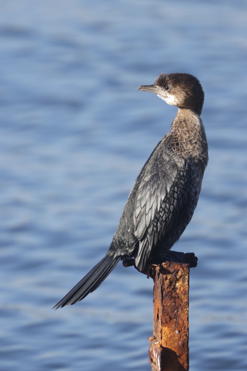 Pygmy Cormorant - ML614260831