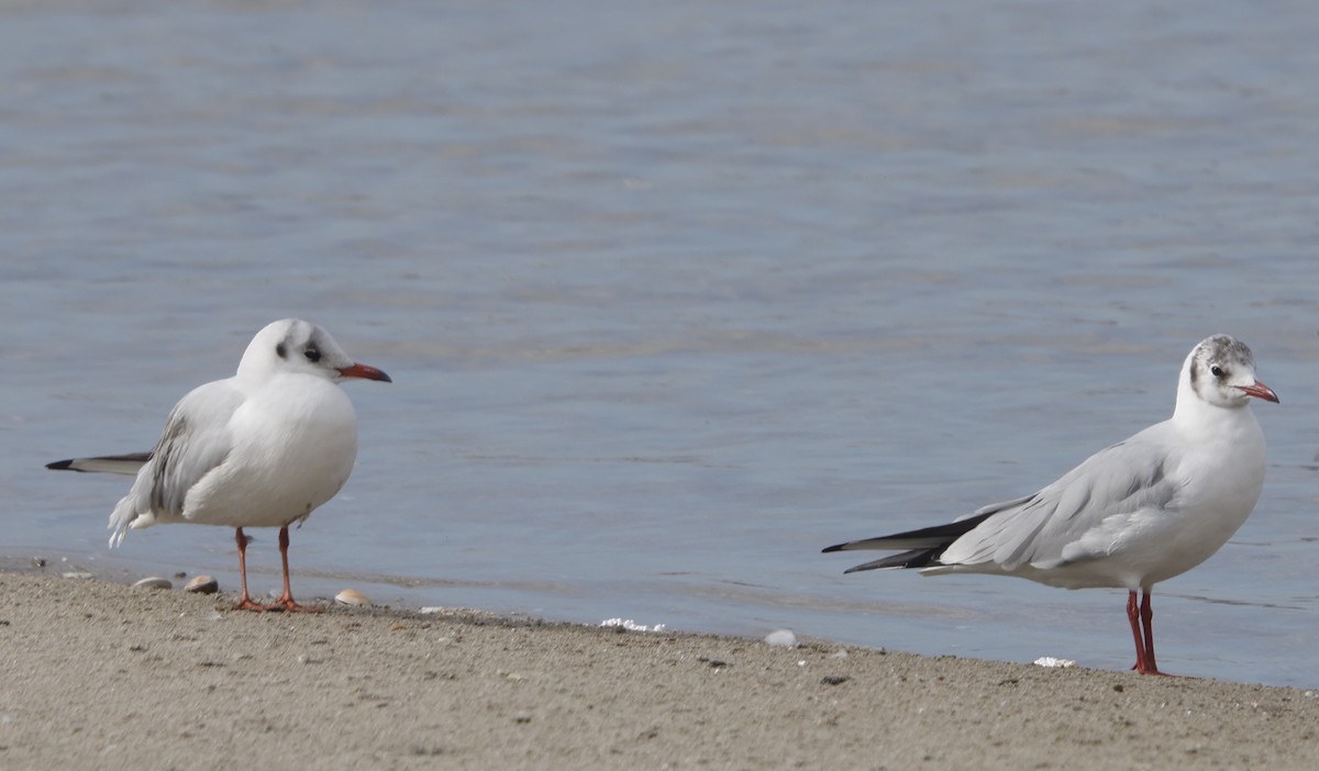 Black-headed Gull - ML614260840