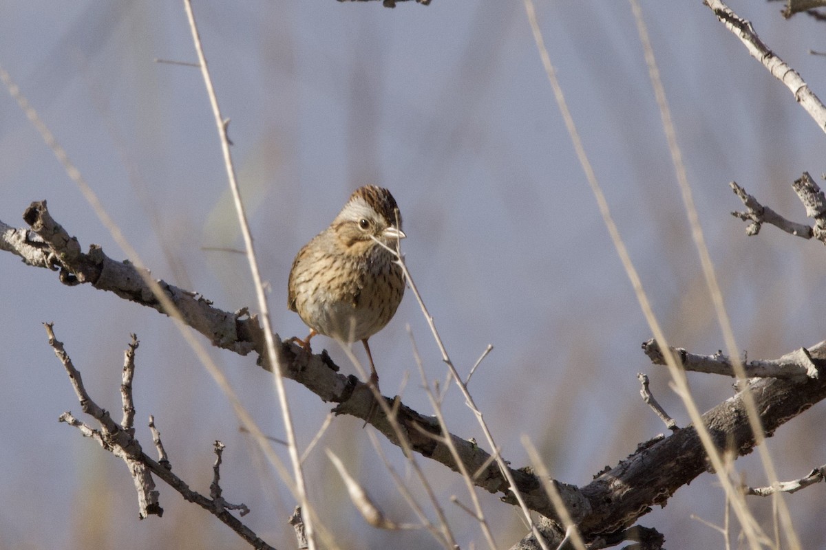 Lincoln's Sparrow - John Bruin