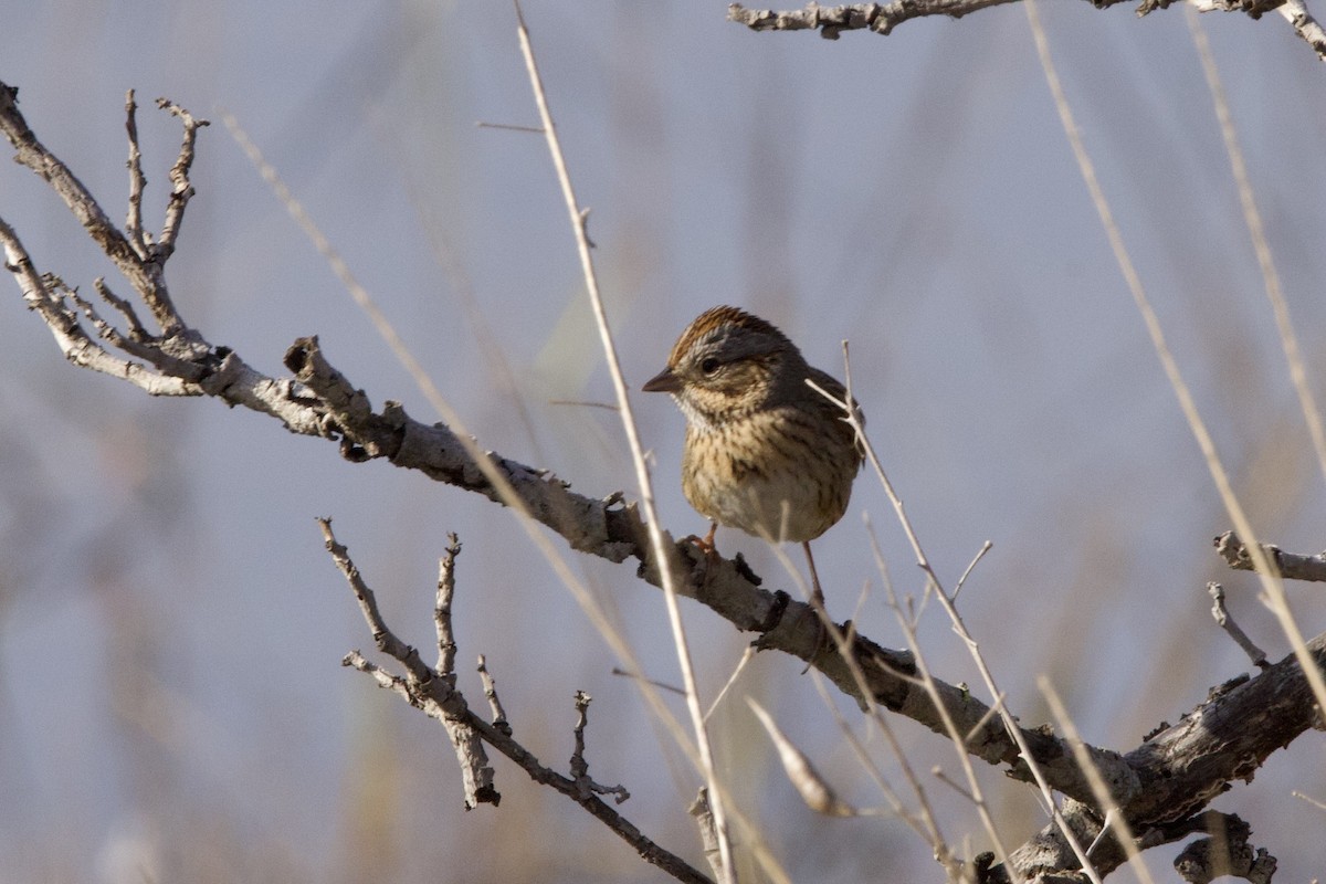 Lincoln's Sparrow - John Bruin