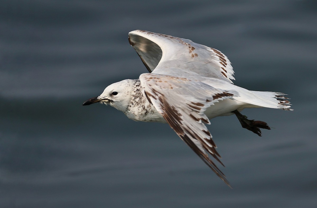 Reliktmöwe - ML614260843