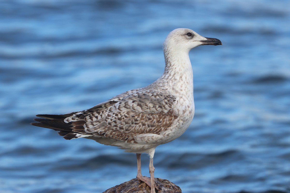 Yellow-legged Gull - ML614260848