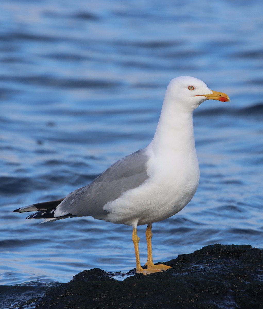 Yellow-legged Gull - ML614260849