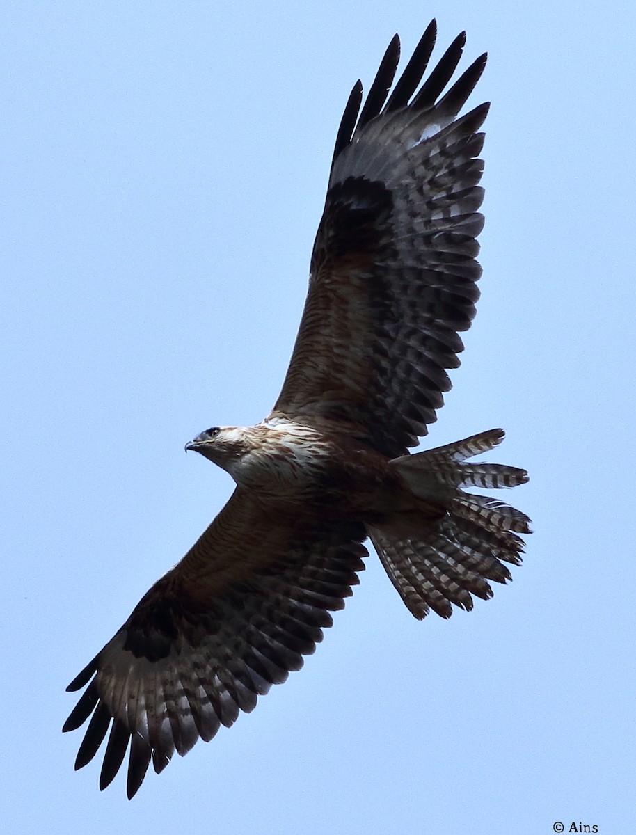 Канюк степовий - ML614260888