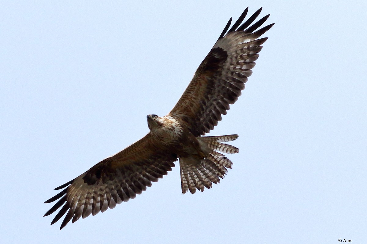 Канюк степовий - ML614260889