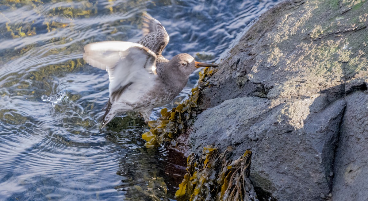 Purple Sandpiper - ML614260919