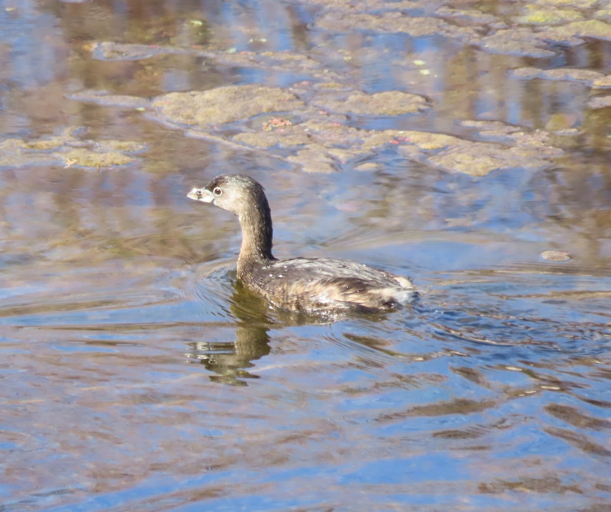 Pied-billed Grebe - ML614260985