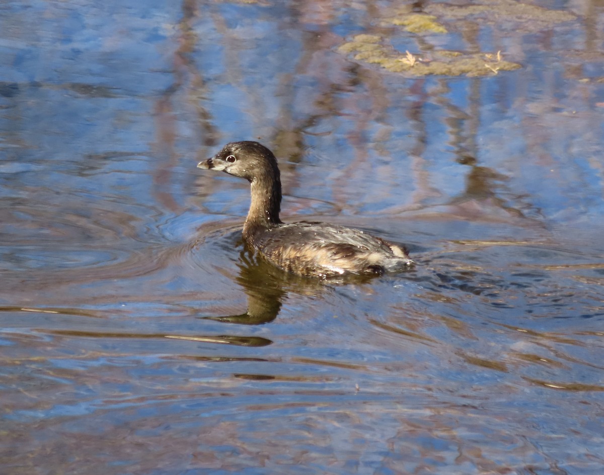 Pied-billed Grebe - Kim Springer