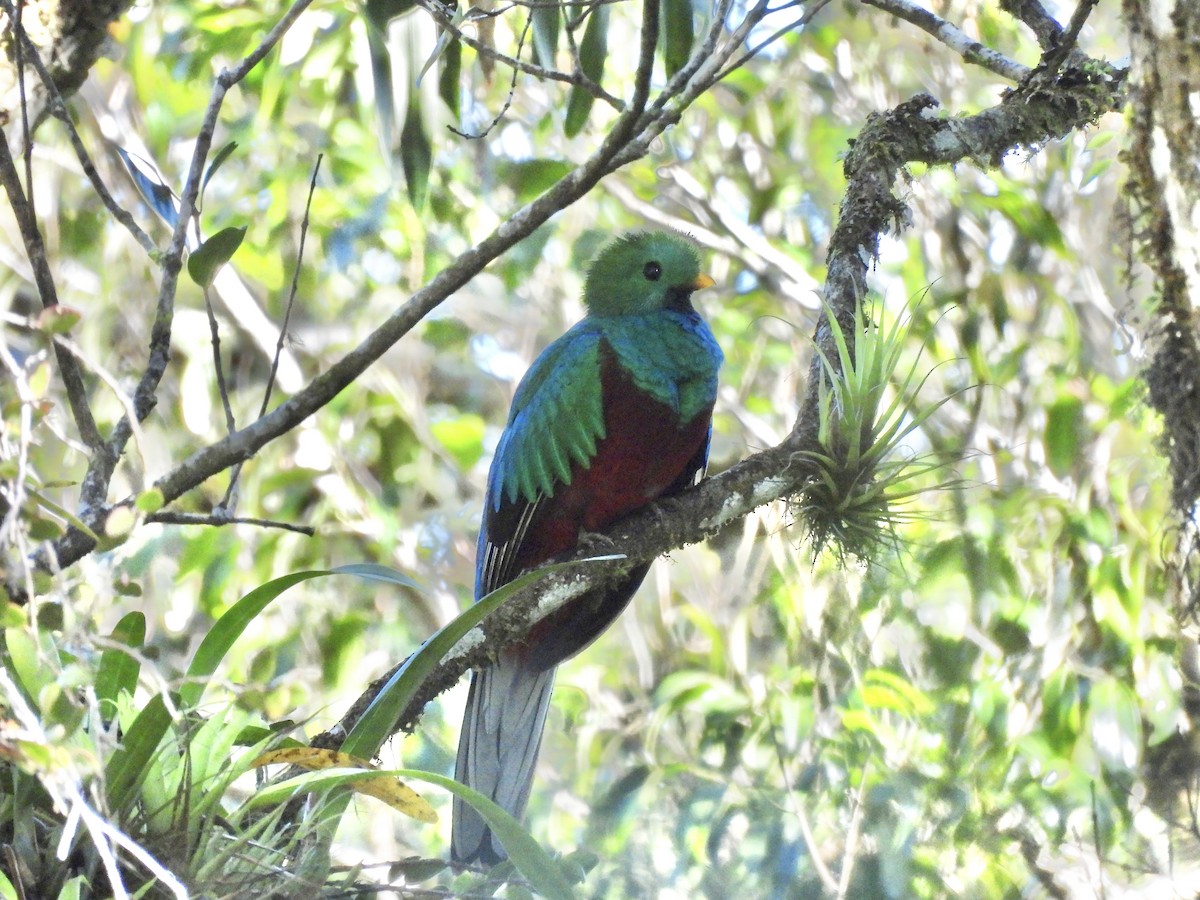 Quetzal Guatemalteco - ML614261204