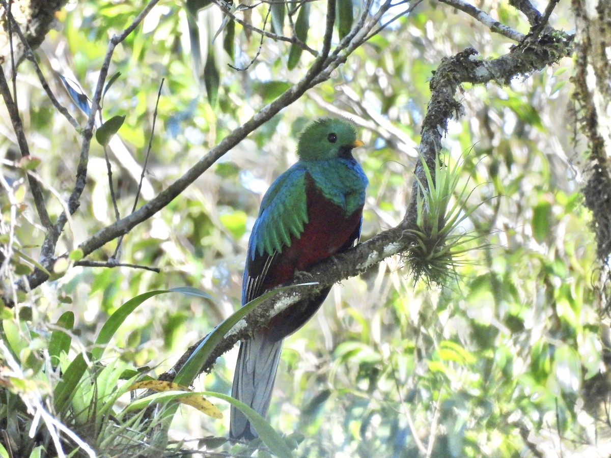 Resplendent Quetzal - Therese & Ed Cacek