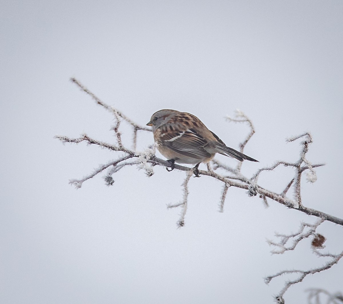 American Tree Sparrow - ML614261224