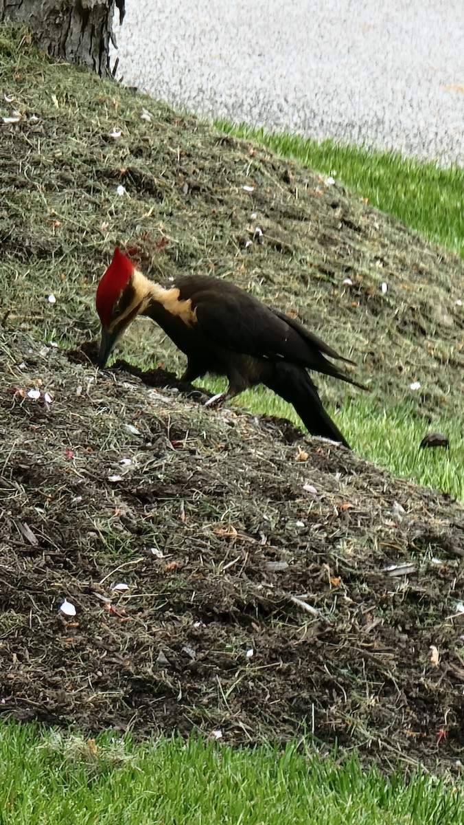 Pileated Woodpecker - ML614261230