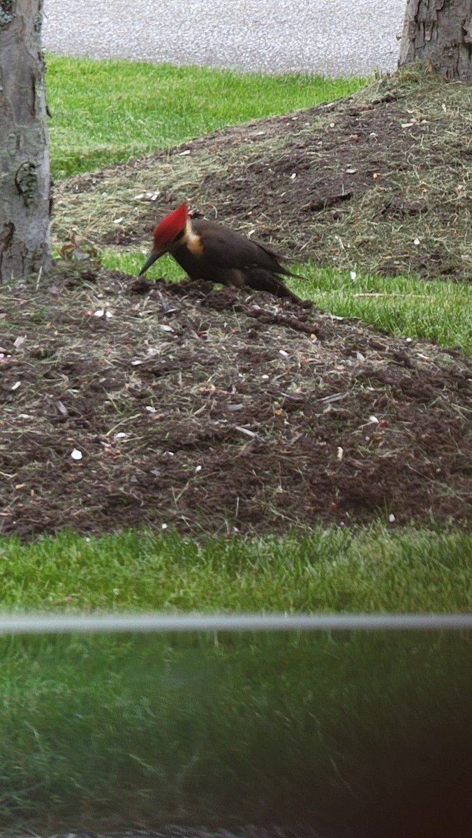 Pileated Woodpecker - ML614261231