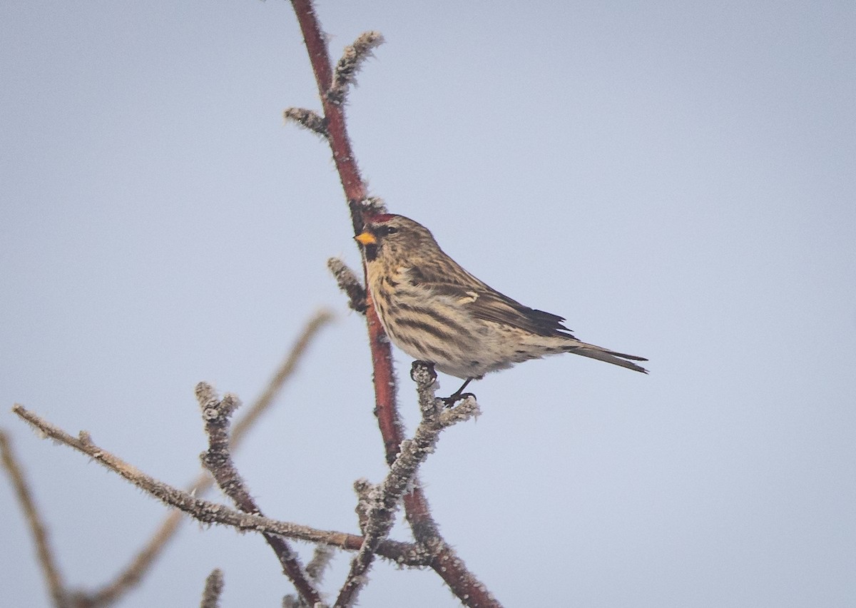 Common Redpoll - ML614261234