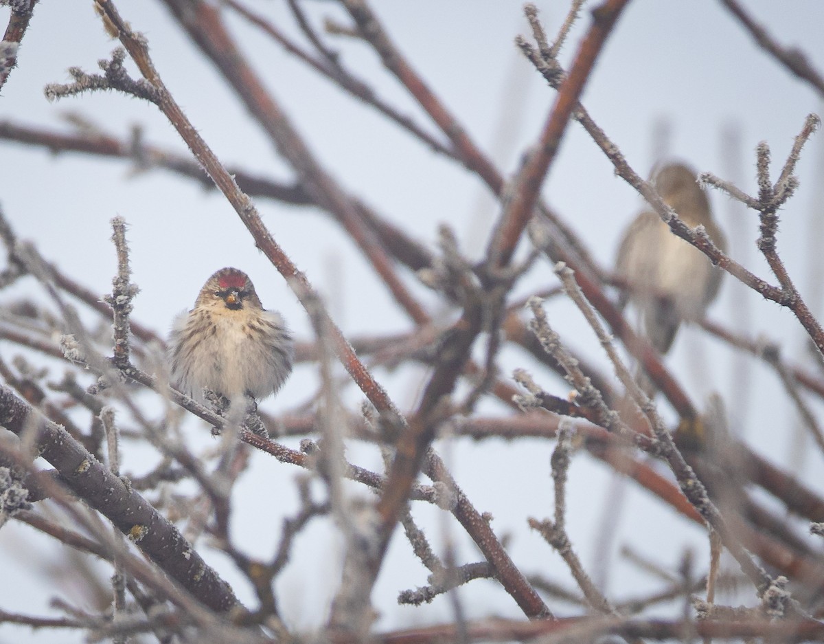 Common Redpoll - bj worth