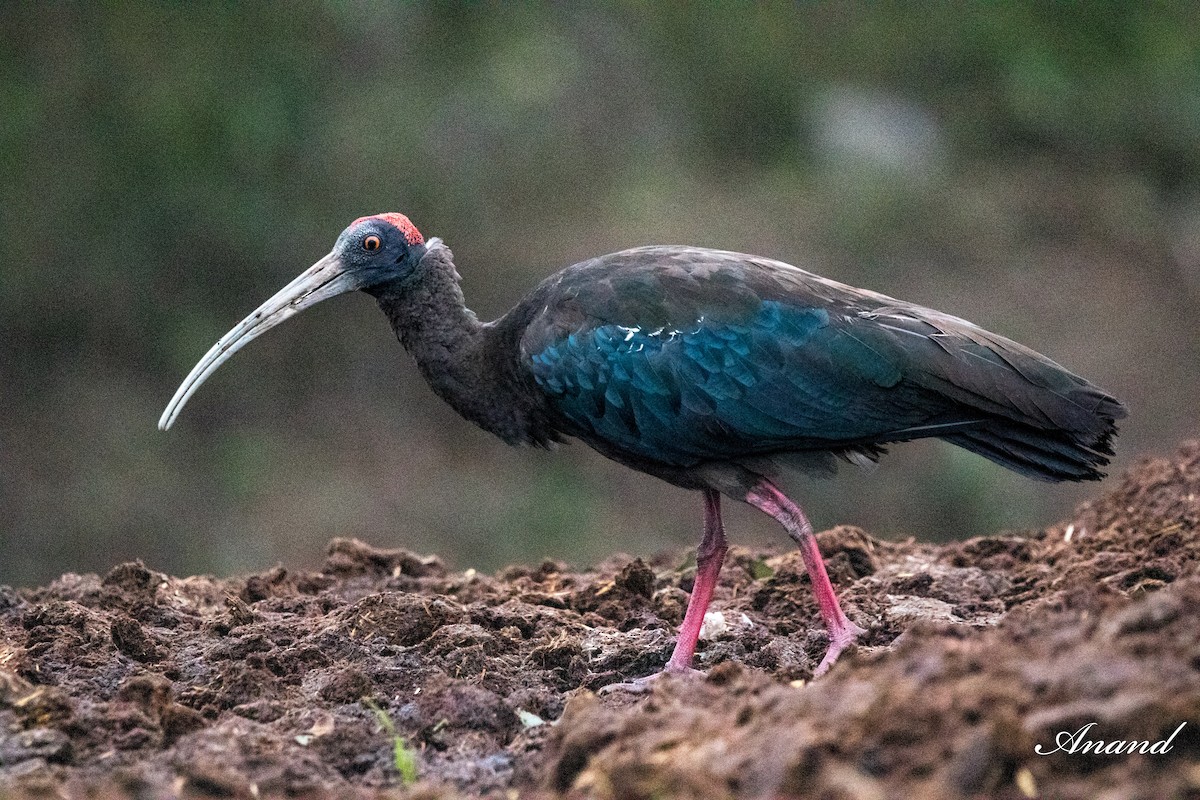 Red-naped Ibis - ML614261280