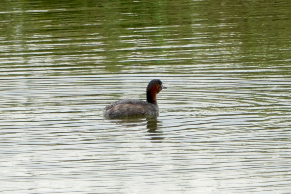 Little Grebe - ML614261281