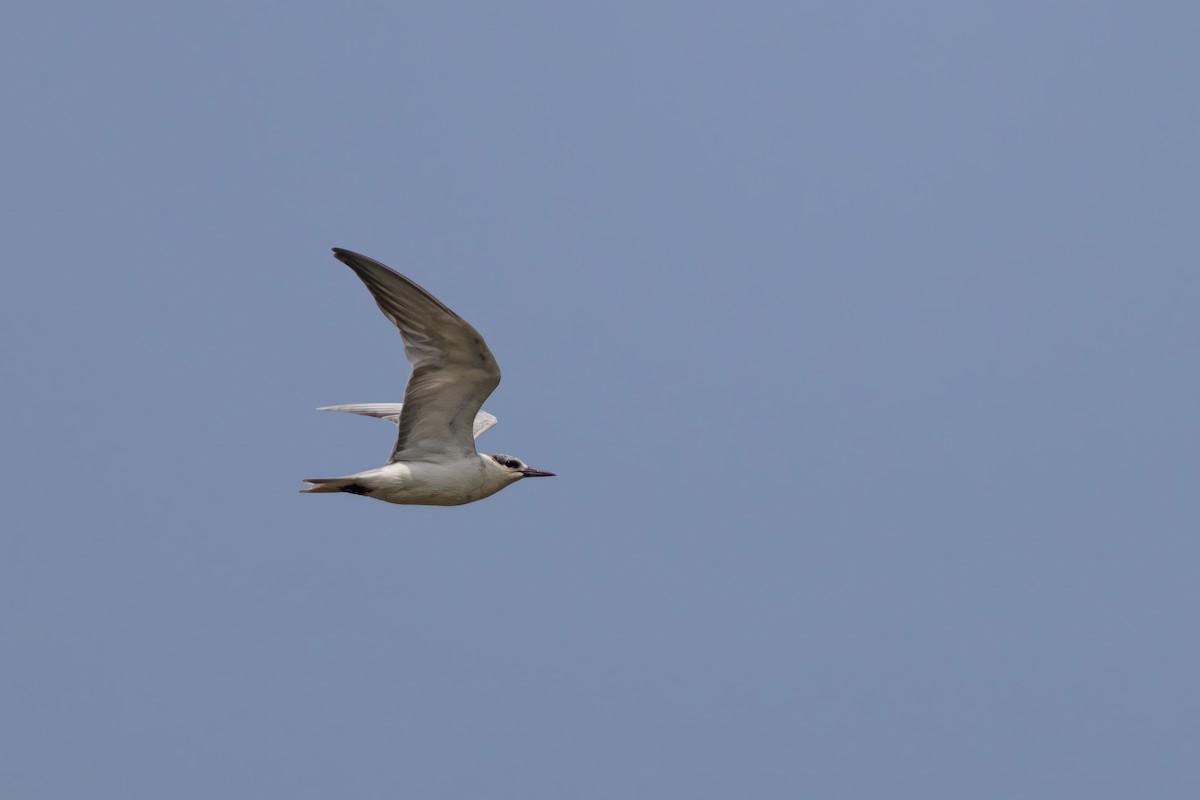 Whiskered Tern - ML614261297