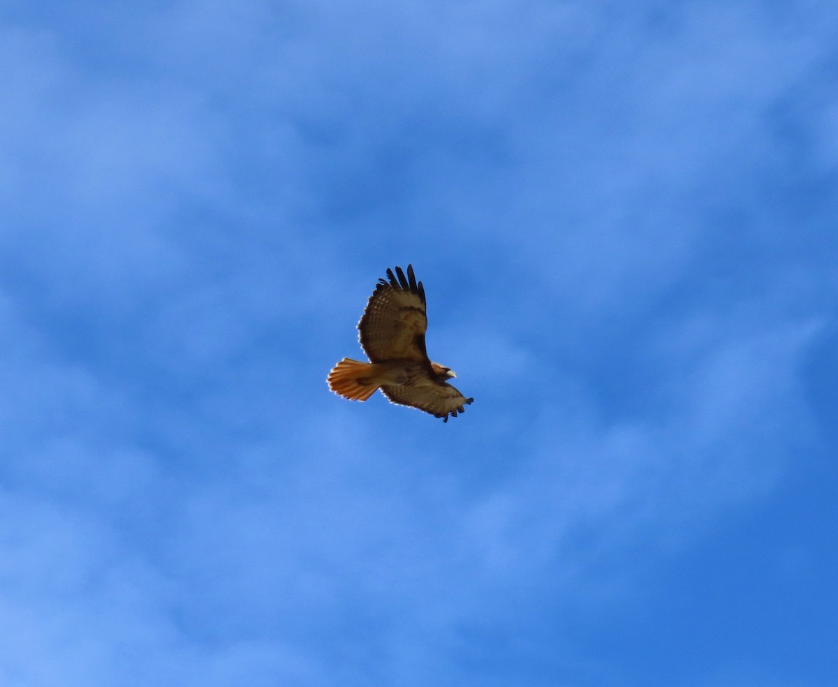 Red-tailed Hawk - Kim Springer