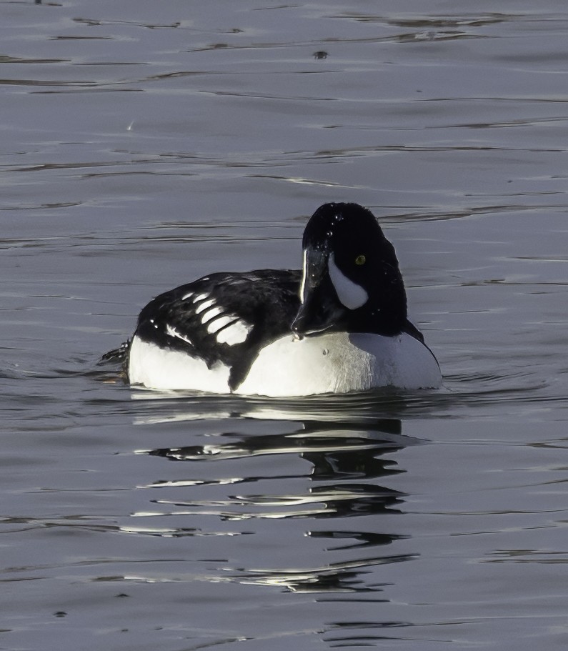 Barrow's Goldeneye - ML614261525