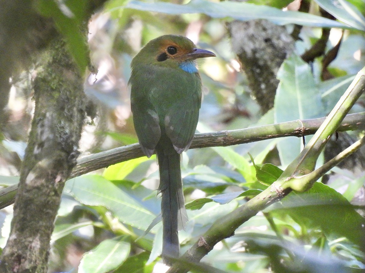 Motmot à gorge bleue - ML614261540