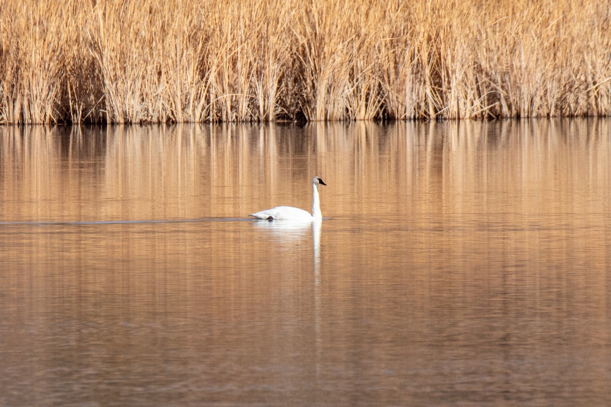 Trumpeter Swan - ML614261615