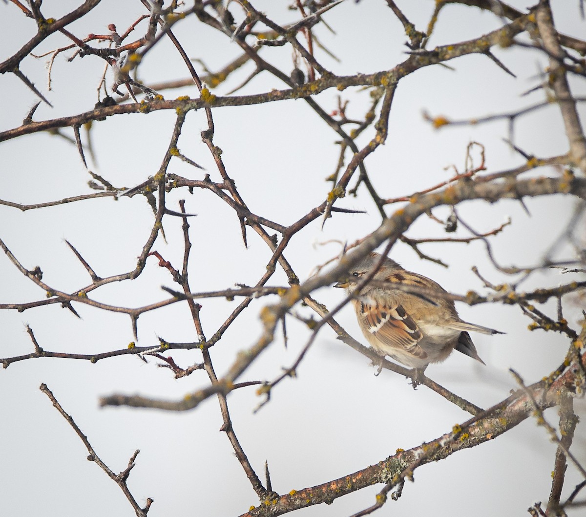 American Tree Sparrow - ML614261627