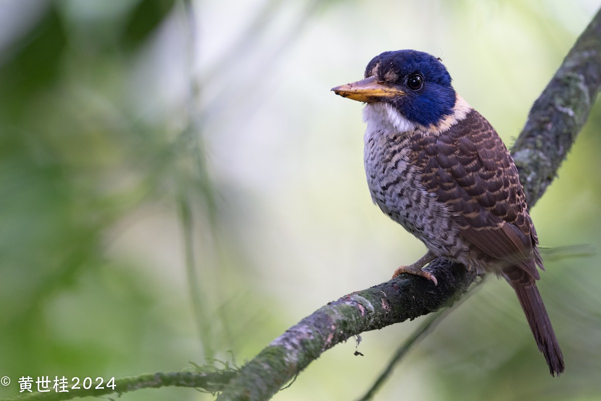 Scaly-breasted Kingfisher - ML614261707