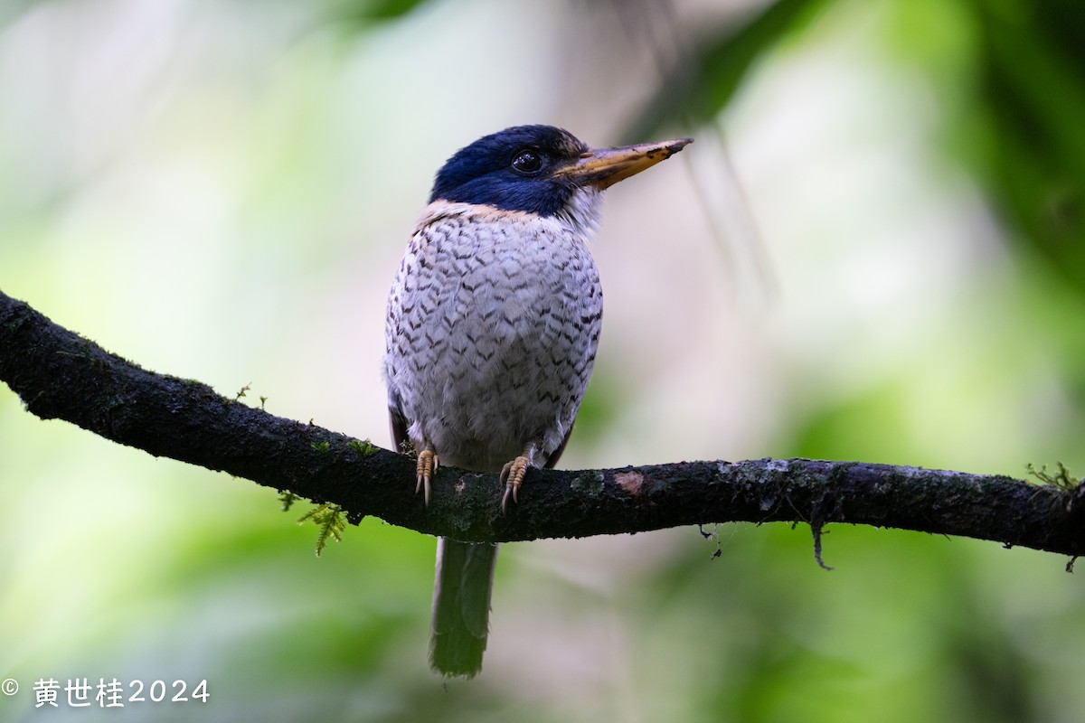 Scaly-breasted Kingfisher - ML614261708