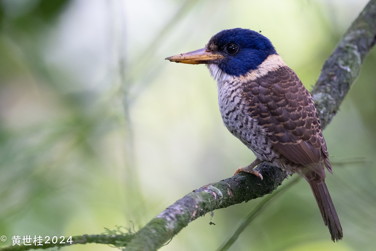 Scaly-breasted Kingfisher - ML614261710