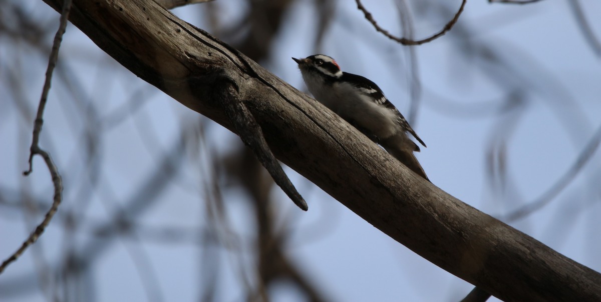 Downy Woodpecker - ML614261711