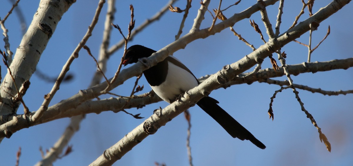 Black-billed Magpie - ML614261718