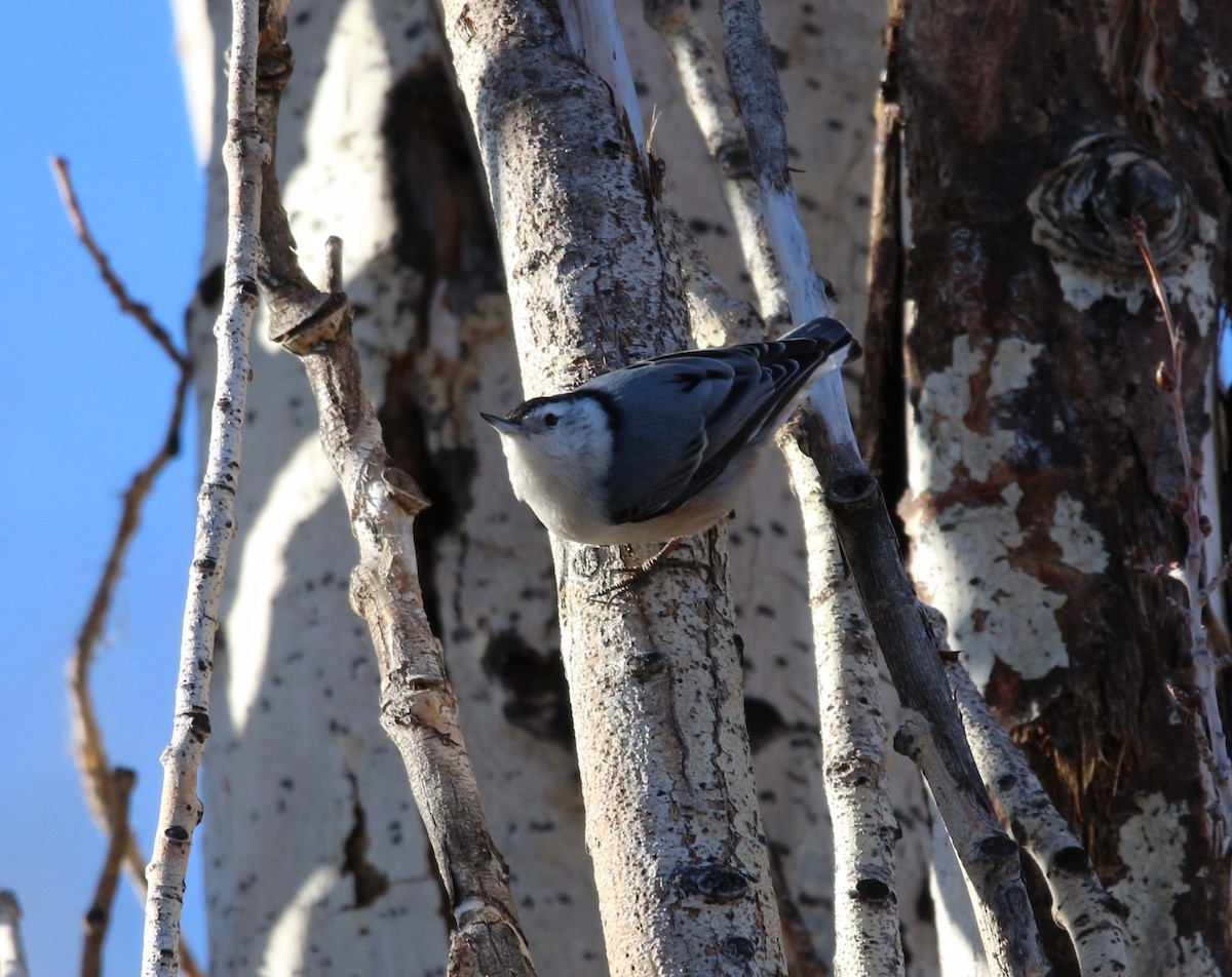 White-breasted Nuthatch - ML614261732