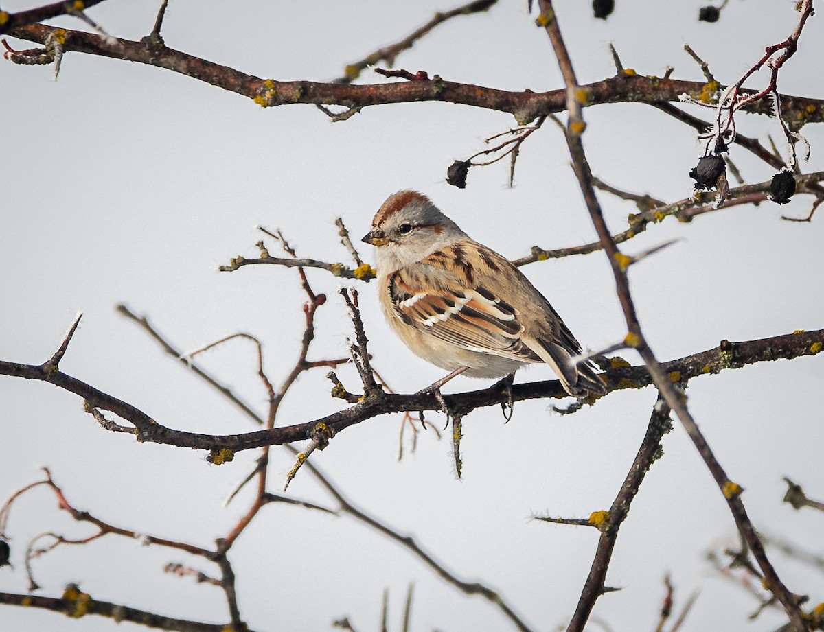 American Tree Sparrow - ML614261738