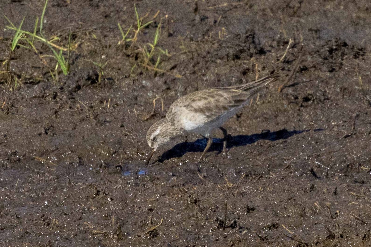 White-rumped Sandpiper - ML614261787