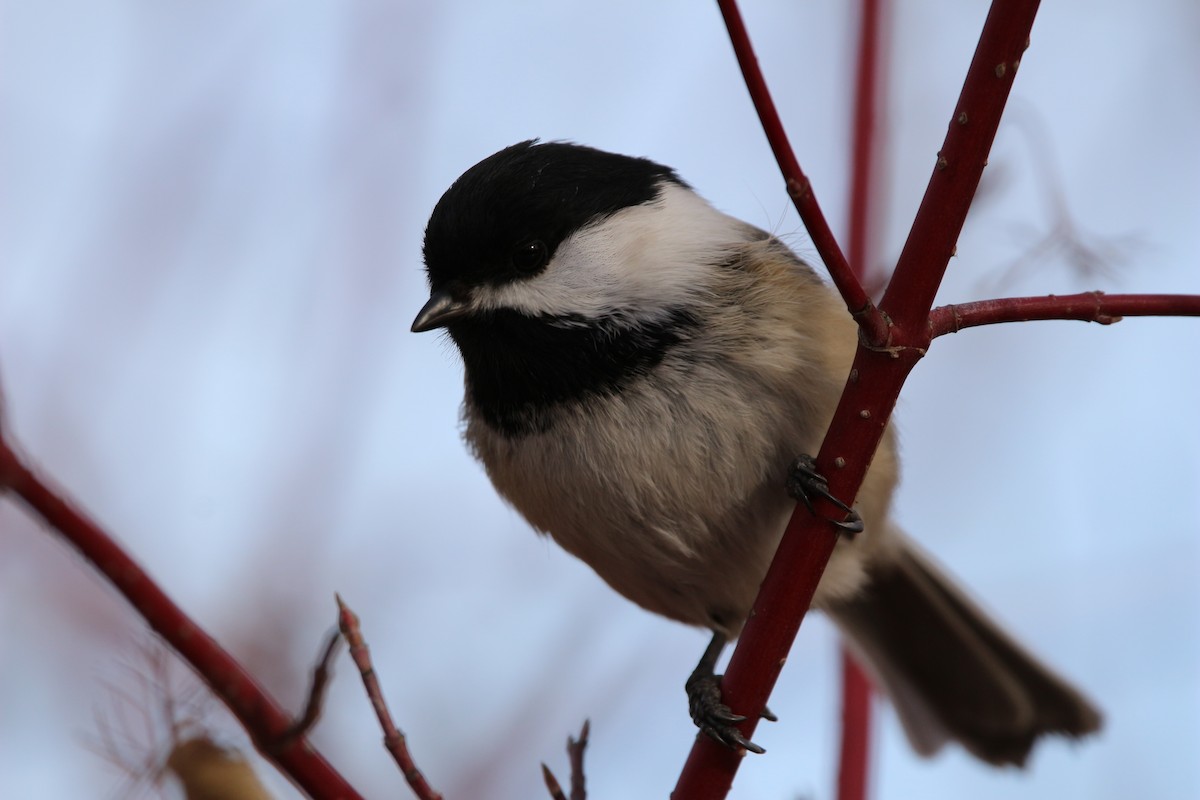 Mésange à tête noire - ML614261791