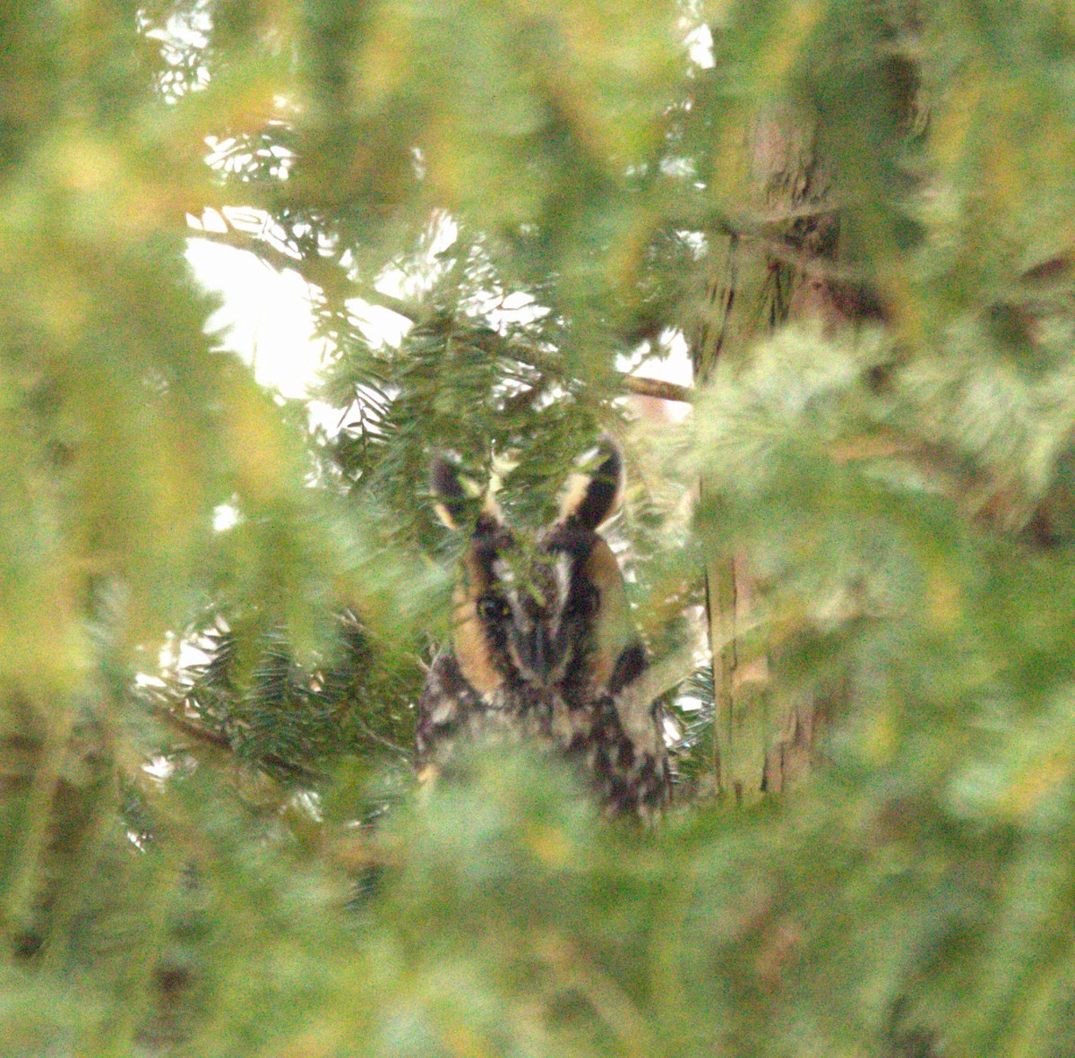 Long-eared Owl - ML614261832