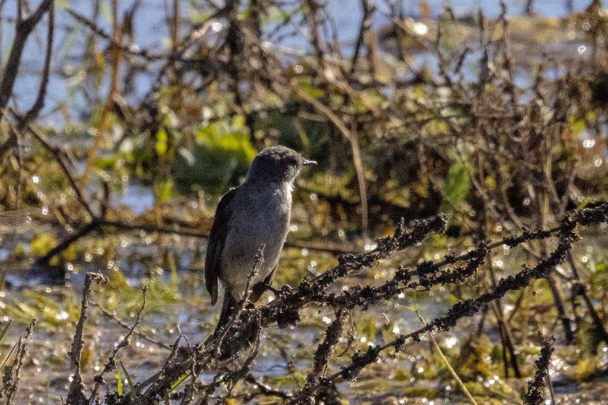 Sooty Tyrannulet - ML614261849