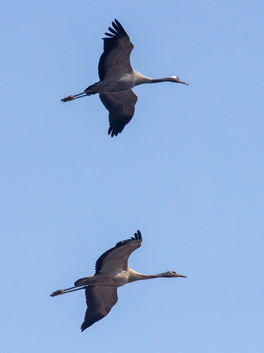 Red-crowned Crane - ML614261850