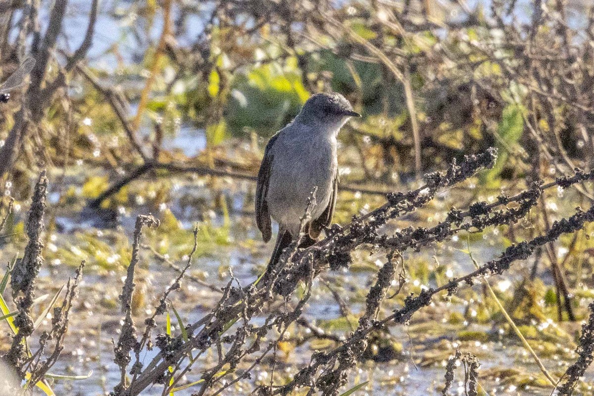 Sooty Tyrannulet - ML614261851