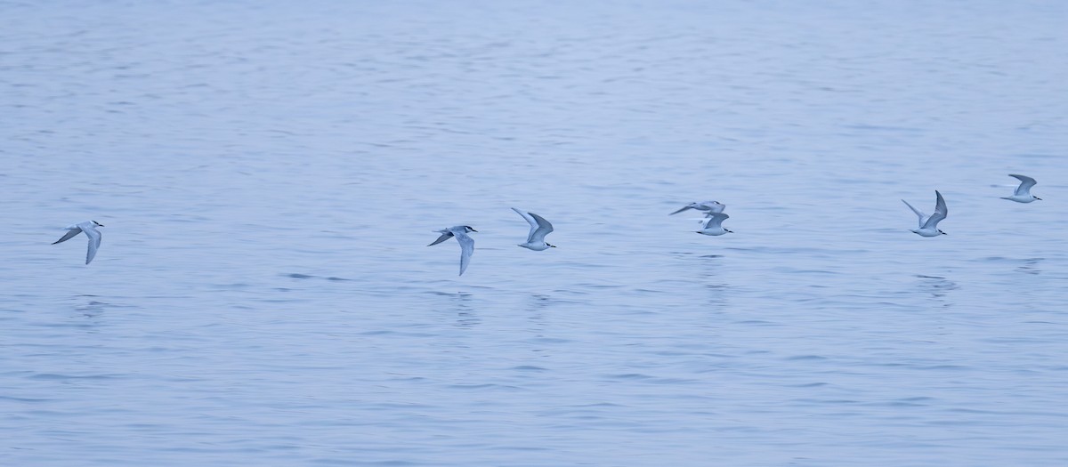 Whiskered Tern - ML614261918