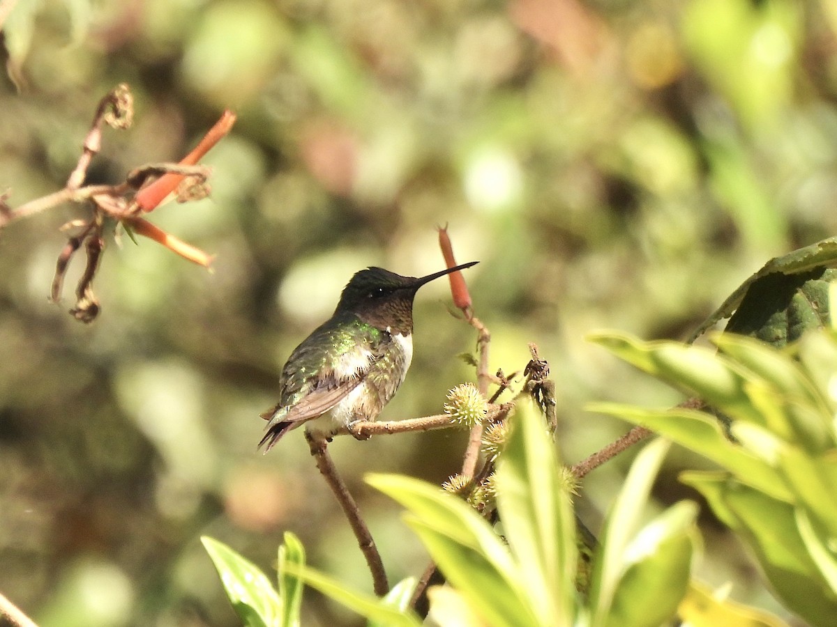 Ruby-throated Hummingbird - ML614261969