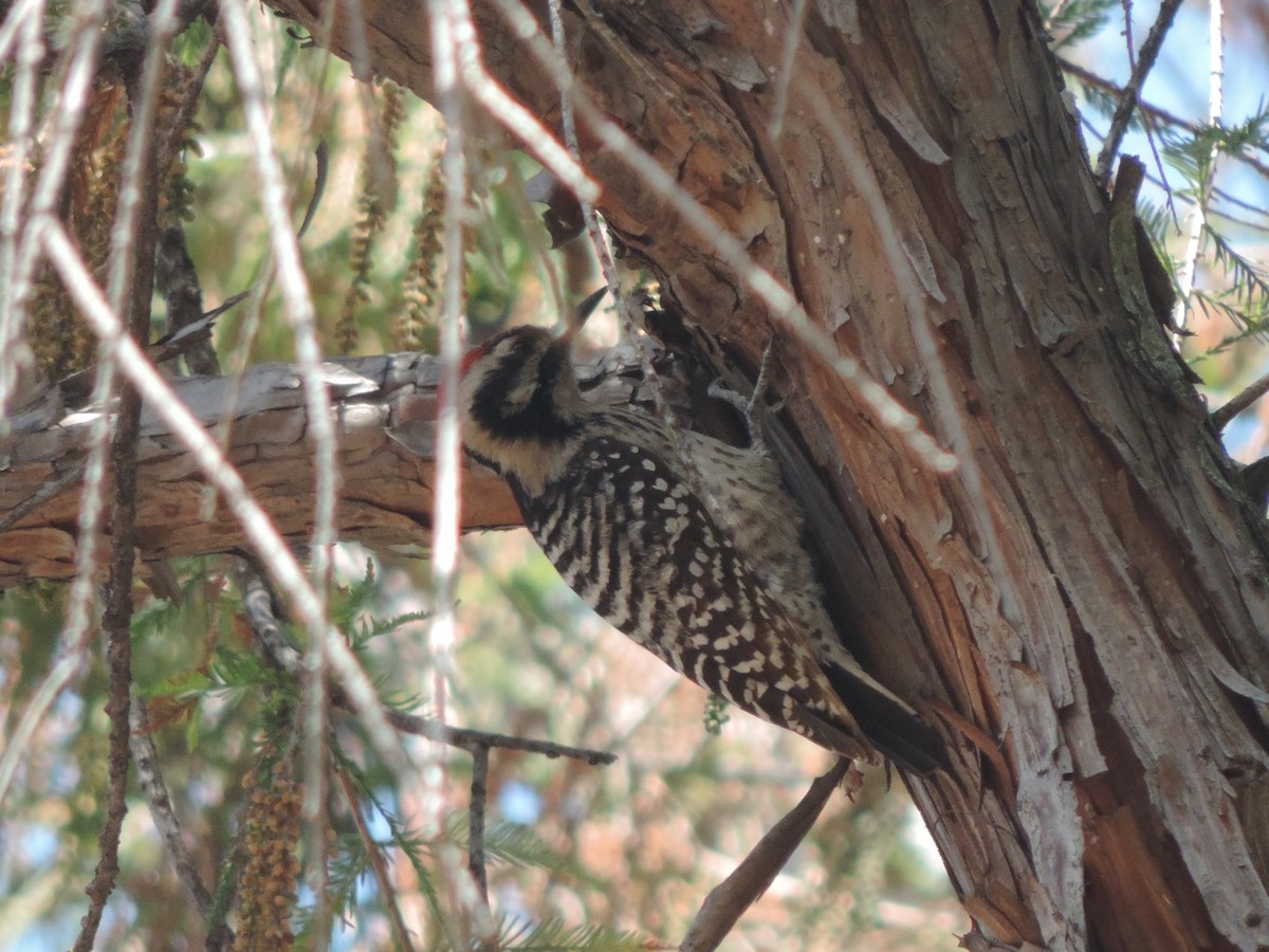 Ladder-backed Woodpecker - ML614261997