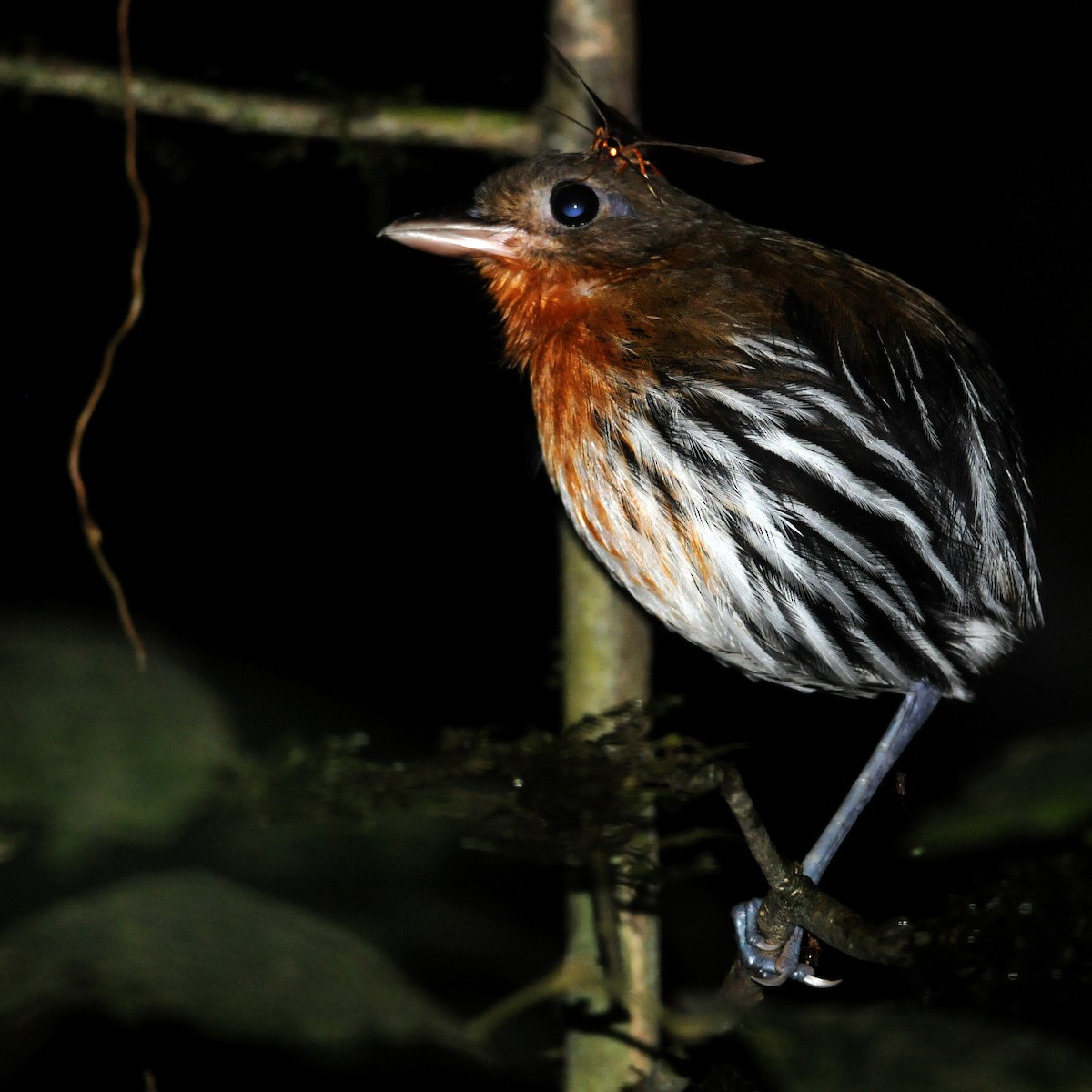 Ochre-striped Antpitta - ML614262023