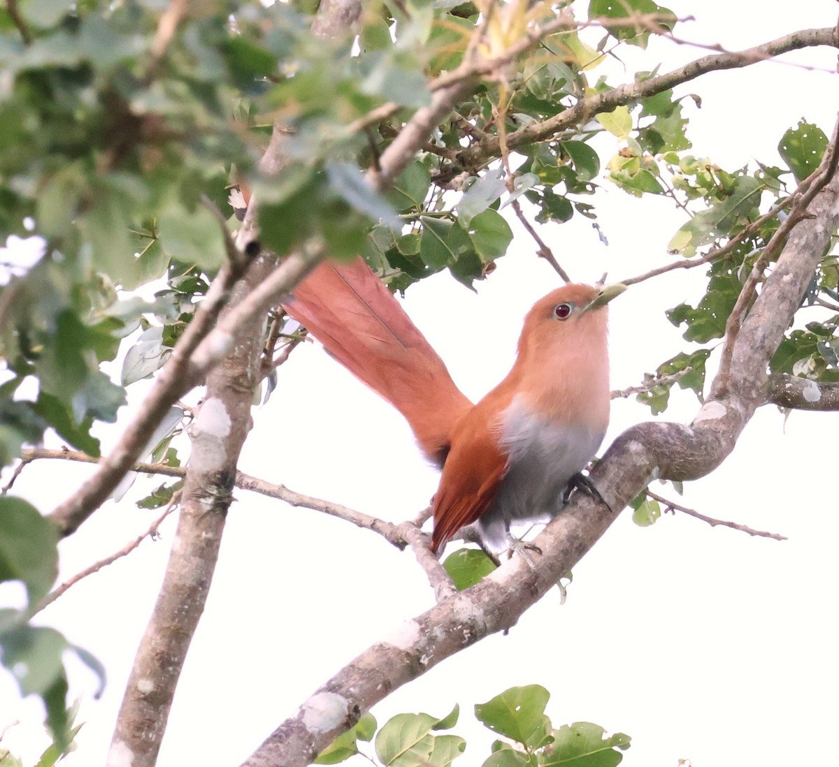 Squirrel Cuckoo (West Mexico) - ML614262036