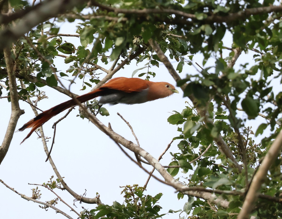 Squirrel Cuckoo (West Mexico) - ML614262038