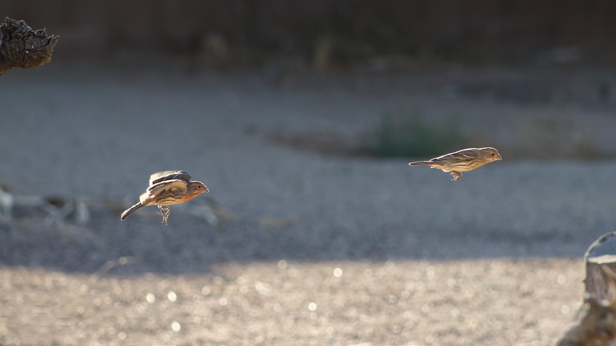 House Finch - ML614262049