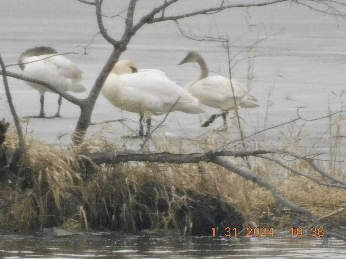 Tundra Swan - ML614262077