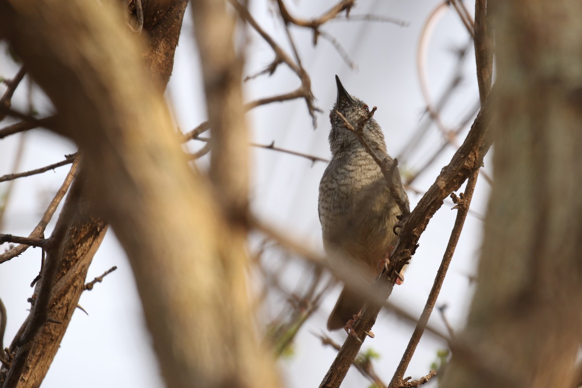 Miombo Wren-Warbler - ML614262090